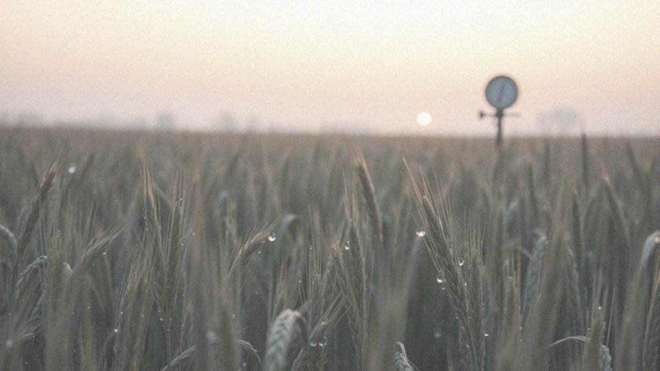 Jak punkt rosy może być zastosowany w prognozowaniu przymrozków i rosy?